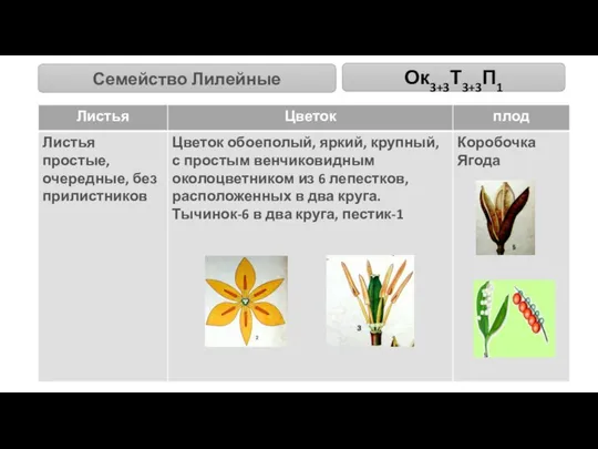 Семейство Лилейные Ок3+3Т3+3П1