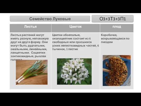 Семейство Луковые О3+3Т3+3П1