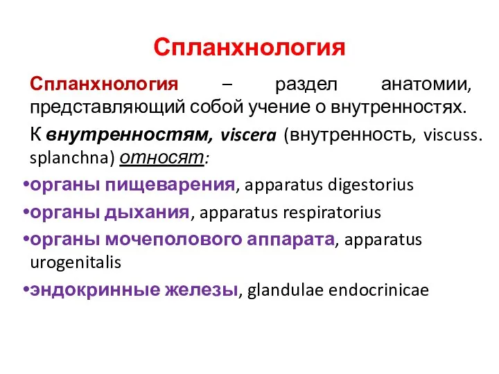 Спланхнология Спланхнология – раздел анатомии, представляющий собой учение о внутренностях. К