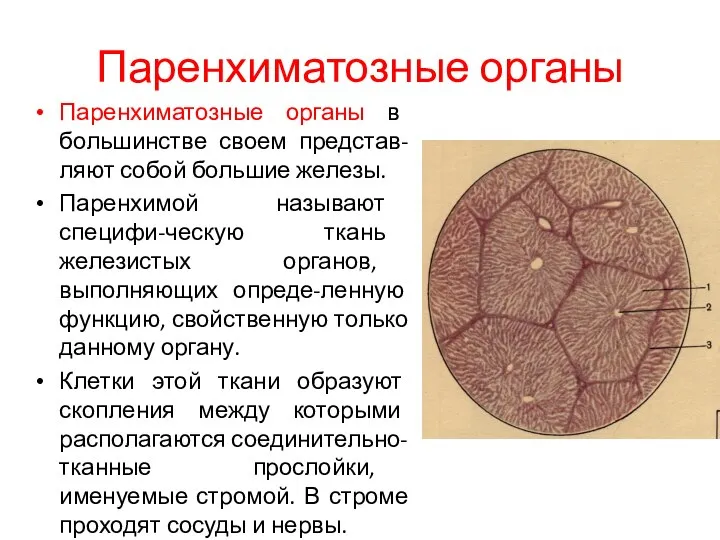 Паренхиматозные органы Паренхиматозные органы в большинстве своем представ-ляют собой большие железы.