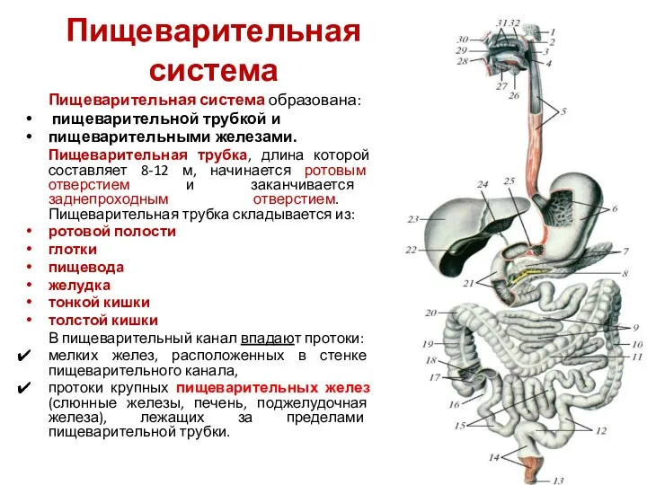 Пищеварительная система Пищеварительная система образована: пищеварительной трубкой и пищеварительными железами. Пищеварительная