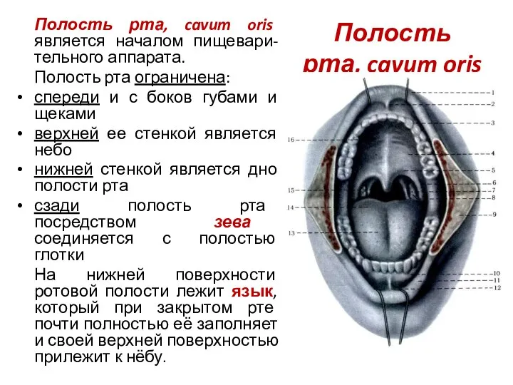 Полость рта, cavum oris Полость рта, cavum oris является началом пищевари-тельного