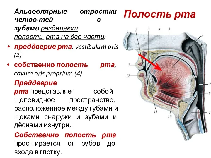 Полость рта Альвеолярные отростки челюс-тей с зубами разделяют полость рта на