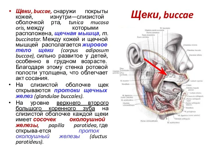 Щеки, buccae Щеки, buccae, снаружи покрыты кожей, изнутри—слизистой оболочкой рта, tunica