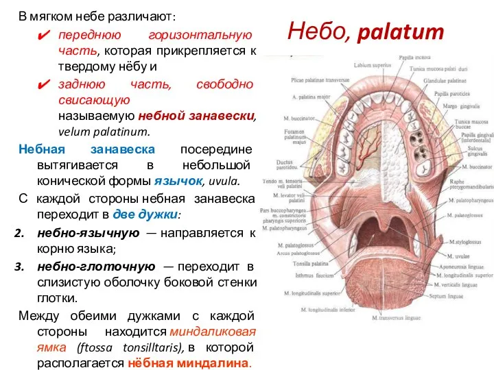 Небо, palatum В мягком небе различают: переднюю горизонтальную часть, которая прикрепляется