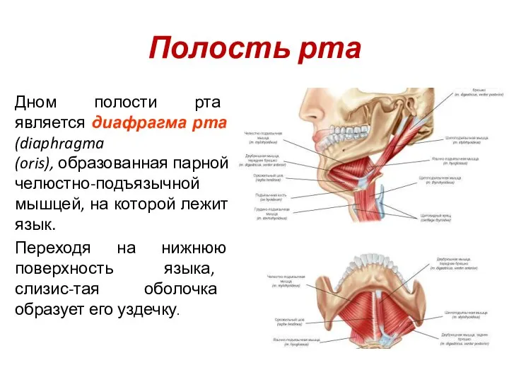 Полость рта Дном полости рта является диафрагма рта (diaphragma (oris), образованная