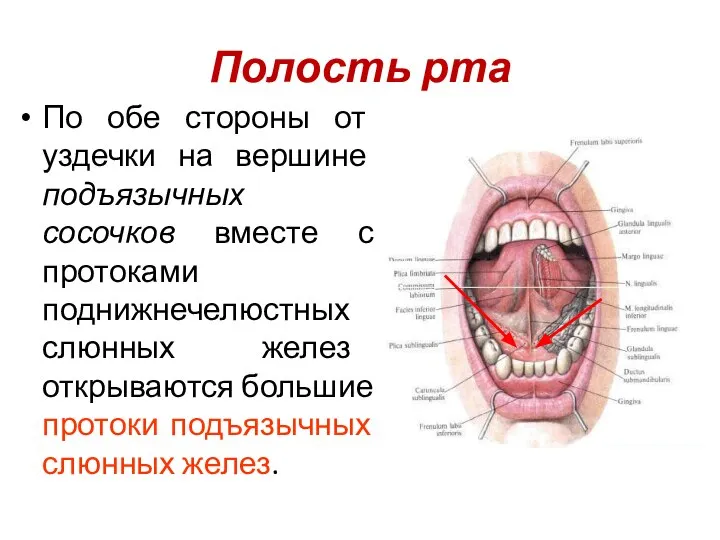 Полость рта По обе стороны от уздечки на вершине подъязычных сосочков