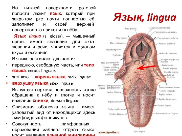 Язык, lingua На нижней поверхности ротовой полости лежит язык, который при