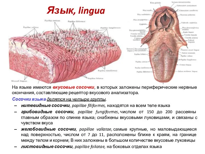 Язык, lingua На языке имеются вкусовые сосочки, в которых заложены периферические