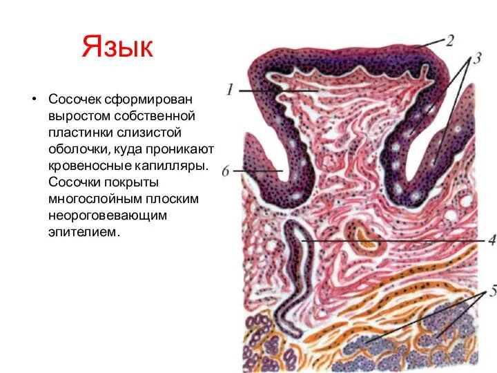 Язык Сосочек сформирован выростом собственной пластинки слизистой оболочки, куда проникают кровеносные