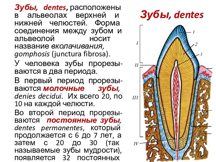 Зубы, dentes Зубы, dentes, расположены в альвеолах верхней и нижней челюстей.