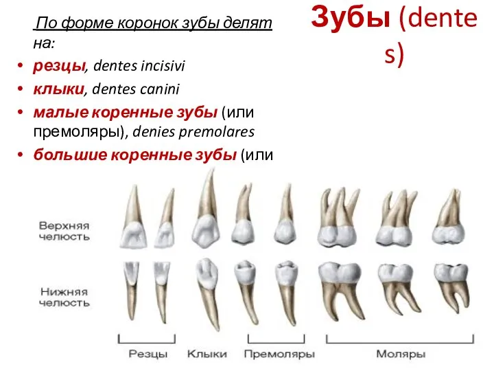 Зубы (dentes) По форме коронок зубы делят на: резцы, dentes incisivi