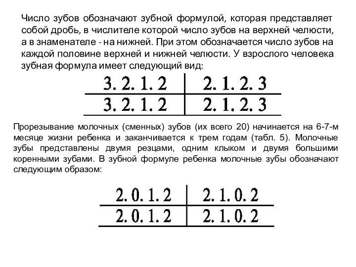 Число зубов обозначают зубной формулой, которая представляет собой дробь, в числителе