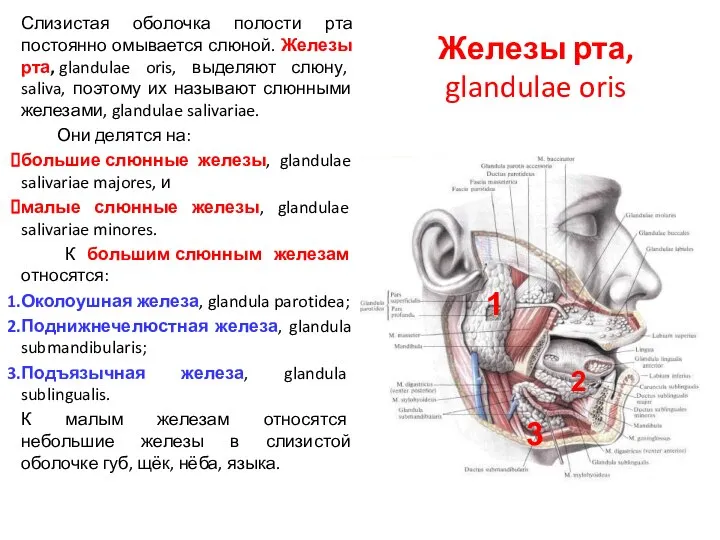 Железы рта, glandulae oris Слизистая оболочка полости рта постоянно омывается слюной.