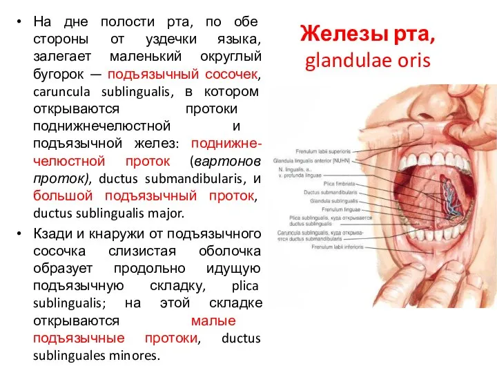 Железы рта, glandulae oris На дне полости рта, по обе стороны