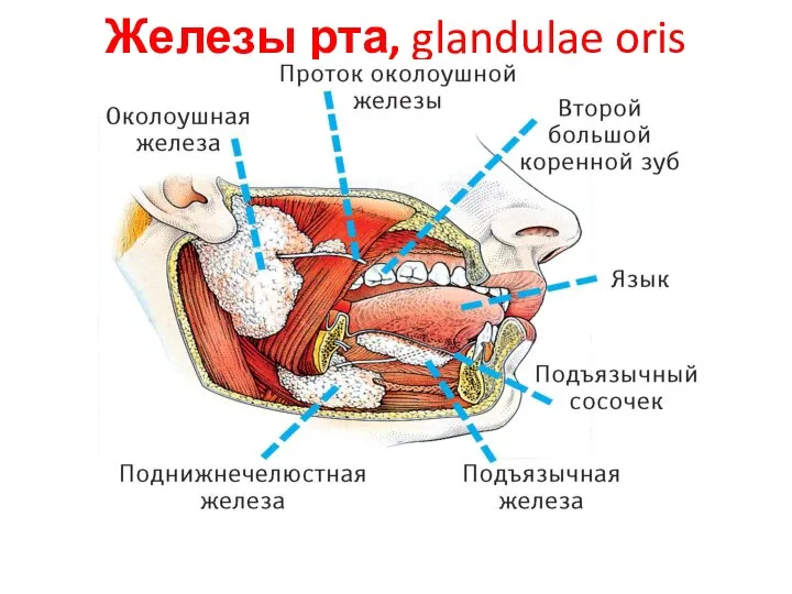 Железы рта, glandulae oris