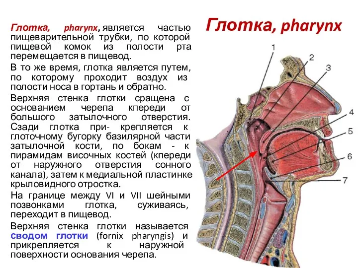 Глотка, pharynx Глотка, pharynx, является частью пищеварительной трубки, по которой пищевой