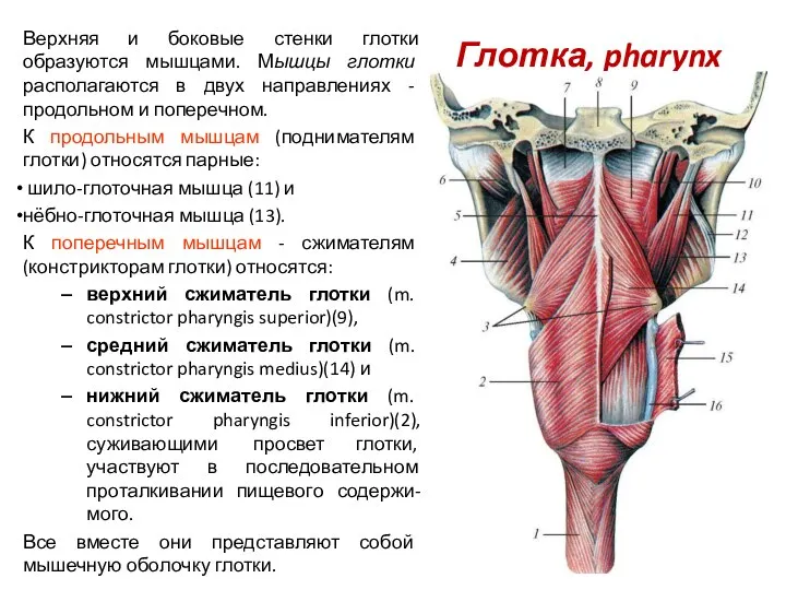 Глотка, pharynx Верхняя и боковые стенки глотки образуются мышцами. Мышцы глотки