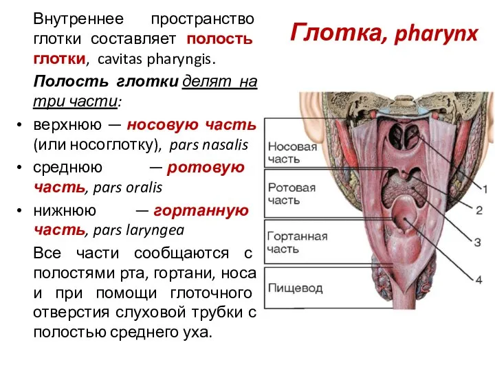 Глотка, pharynx Внутреннее пространство глотки составляет полость глотки, cavitas pharyngis. Полость