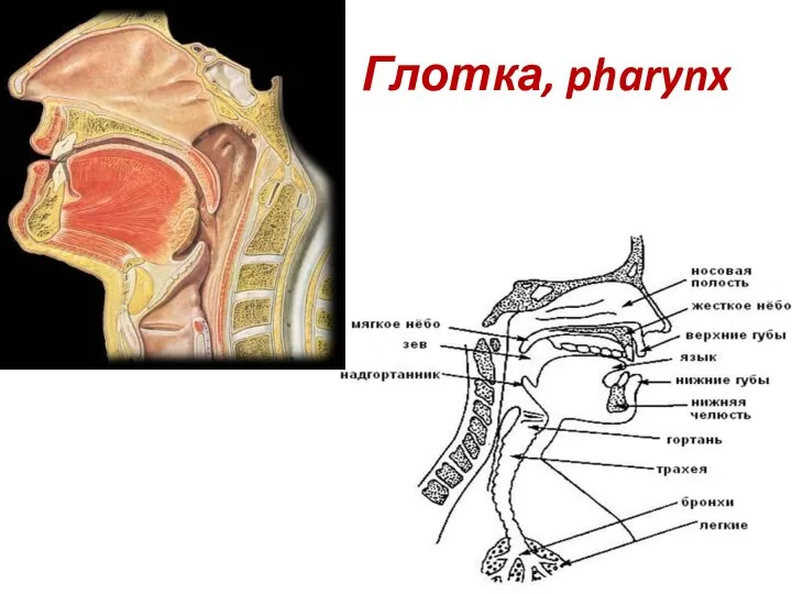 Глотка, pharynx