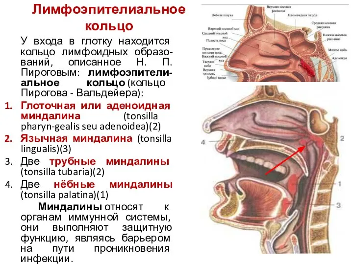 Лимфоэпителиальное кольцо У входа в глотку находится кольцо лимфоидных образо-ваний, описанное