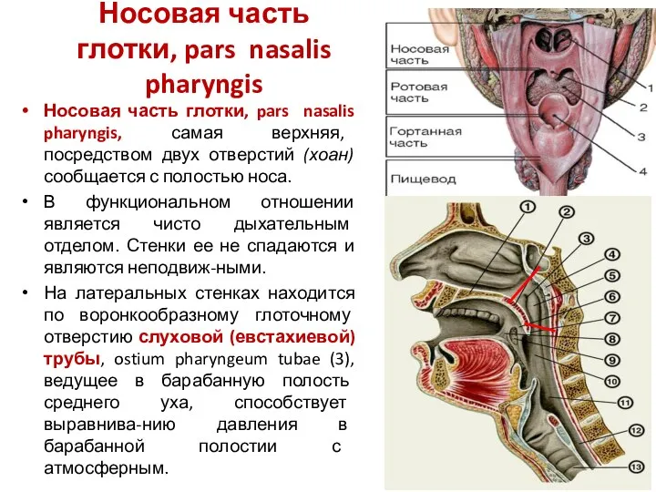 Носовая часть глотки, pars nasalis pharyngis Носовая часть глотки, pars nasalis