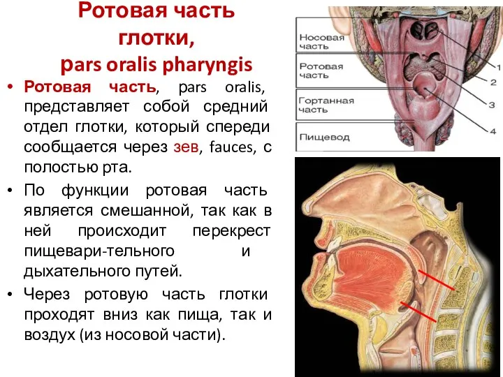 Ротовая часть глотки, рars oralis pharyngis Ротовая часть, рars oralis, представляет