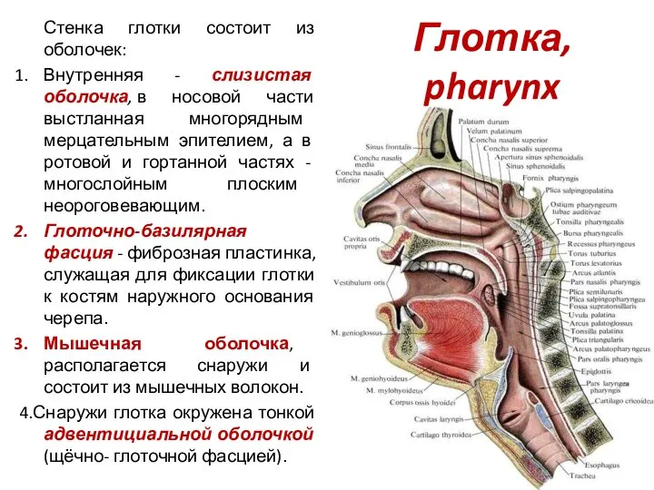 Глотка, pharynx Стенка глотки состоит из оболочек: Внутренняя - слизистая оболочка,