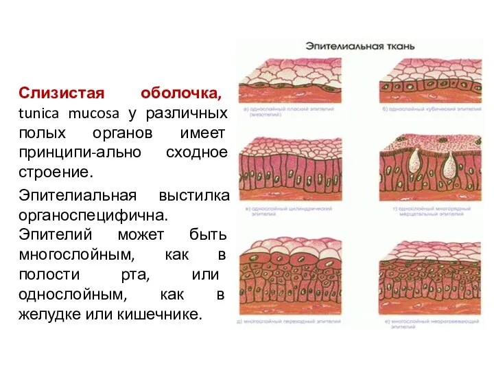 Слизистая оболочка, tunica mucosa у различных полых органов имеет принципи-ально сходное