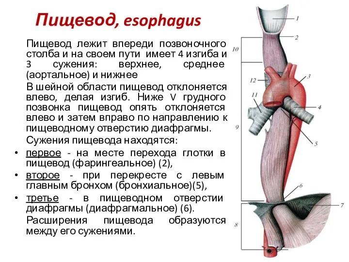 Пищевод, esophagus Пищевод лежит впереди позвоночного столба и на своем пути