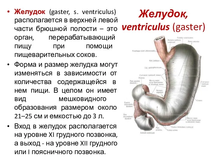 Желудок, ventriculus (gaster) Желудок (gaster, s. ventriculus) располагается в верхней левой