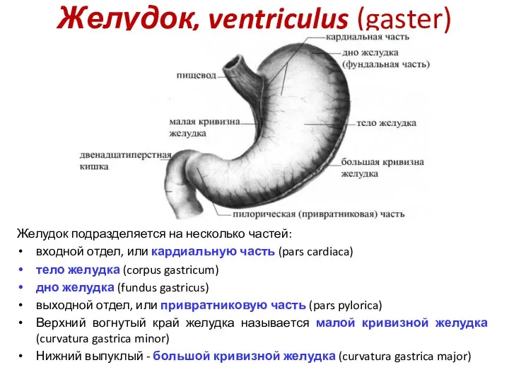 Желудок, ventriculus (gaster) Желудок подразделяется на несколько частей: входной отдел, или