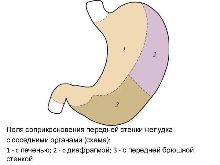 Поля соприкосновения передней стенки желудка с соседними органами (схема): 1 -