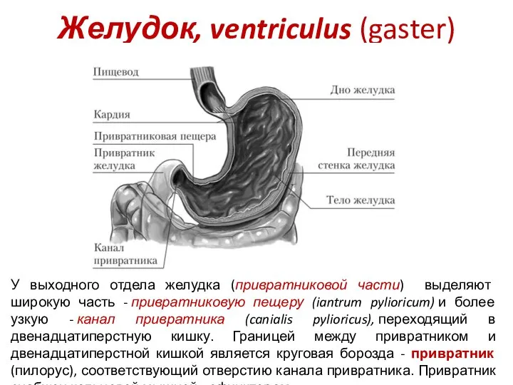 Желудок, ventriculus (gaster) У выходного отдела желудка (привратниковой части) выделяют широкую