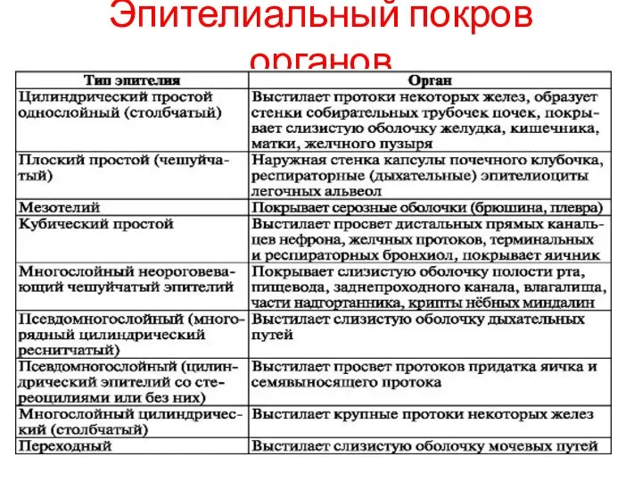 Эпителиальный покров органов