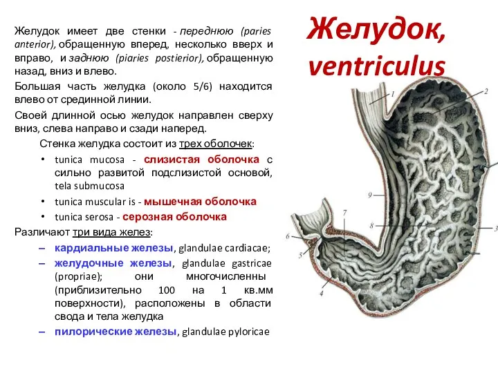 Желудок, ventriculus Желудок имеет две стенки - переднюю (paries anterior), обращенную