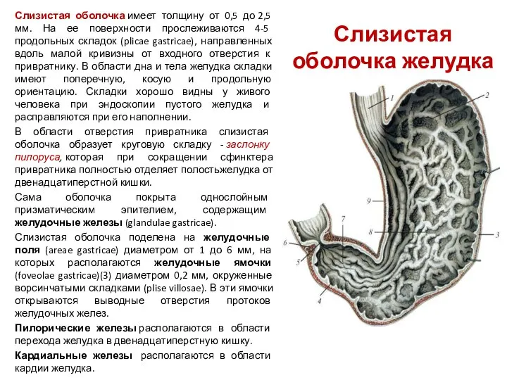 Слизистая оболочка желудка Слизистая оболочка имеет толщину от 0,5 до 2,5