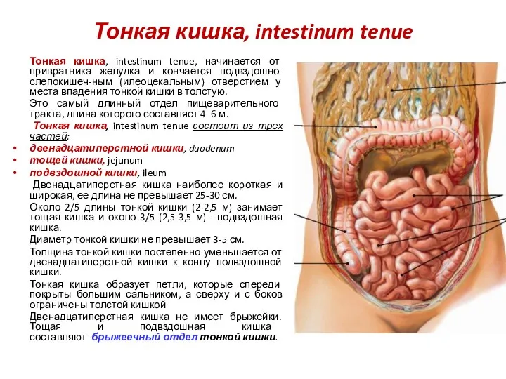 Тонкая кишка, intestinum tenue Тонкая кишка, intestinum tenue, начинается от привратника