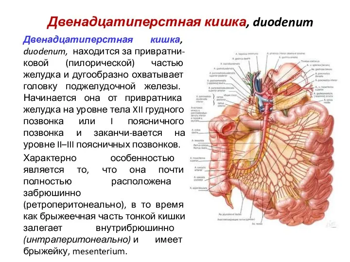 Двенадцатиперстная кишка, duodenum Двенадцатиперстная кишка, duodenum, находится за привратни-ковой (пилорической) частью