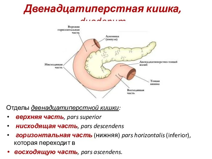 Двенадцатиперстная кишка, duodenum Отделы двенадцатиперстной кишки: верхняя часть, pars superior нисходящая