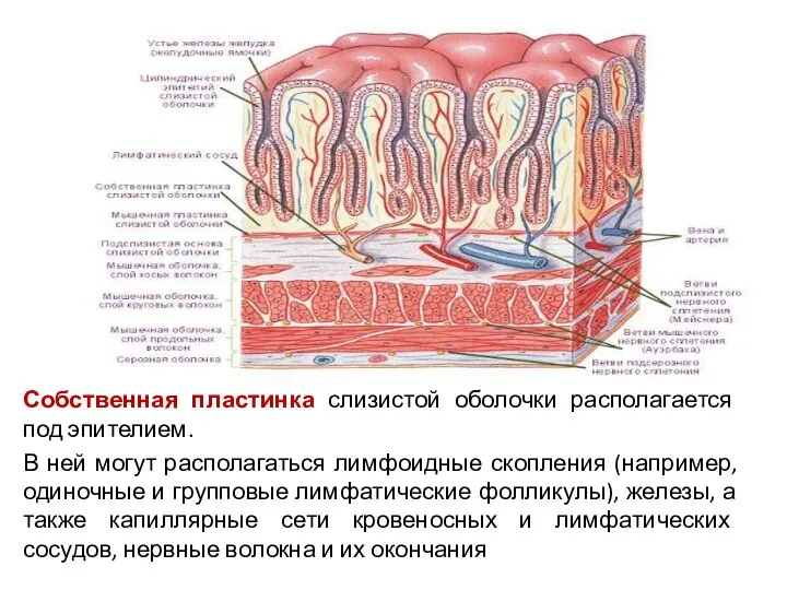 Собственная пластинка слизистой оболочки располагается под эпителием. В ней могут располагаться