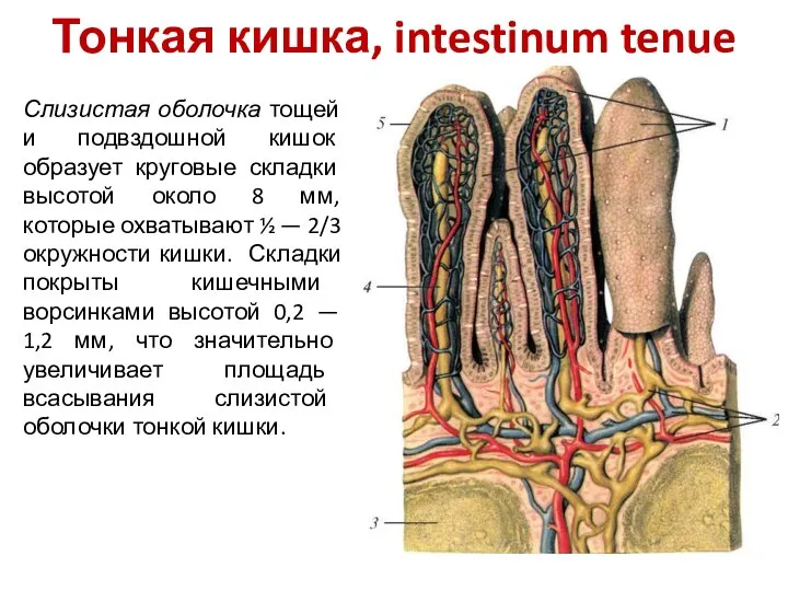 Тонкая кишка, intestinum tenue Слизистая оболочка тощей и подвздошной кишок образует