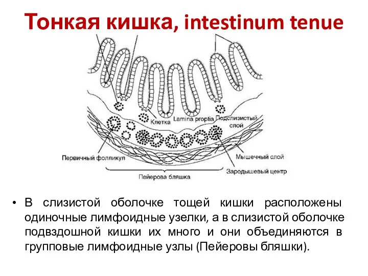Тонкая кишка, intestinum tenue В слизистой оболочке тощей кишки расположены одиночные