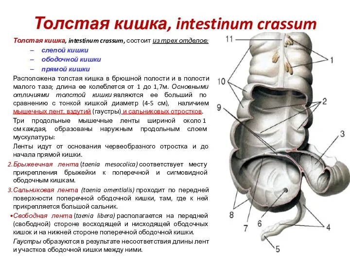 Толстая кишка, intestinum crassum Толстая кишка, intestinum crassum, состоит из трех