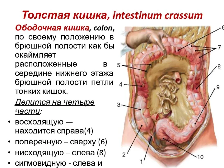 Толстая кишка, intestinum crassum Ободочная кишка, colon, по своему положению в