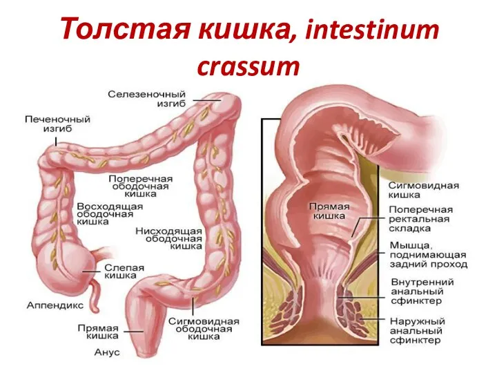 Толстая кишка, intestinum crassum