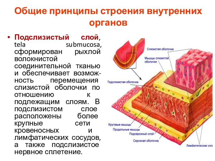 Общие принципы строения внутренних органов Подслизистый слой, tela submucosa, сформирован рыхлой