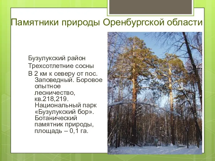 Памятники природы Оренбургской области Бузулукский район Трехсотлетние сосны В 2 км