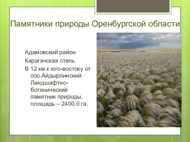 Памятники природы Оренбургской области Адамовский район Карагачская степь В 12 км