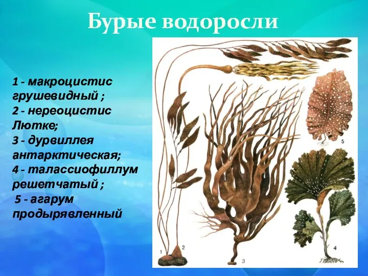 Бурые водоросли 1 - макроцистис грушевидный ; 2 - нереоцистис Лютке;